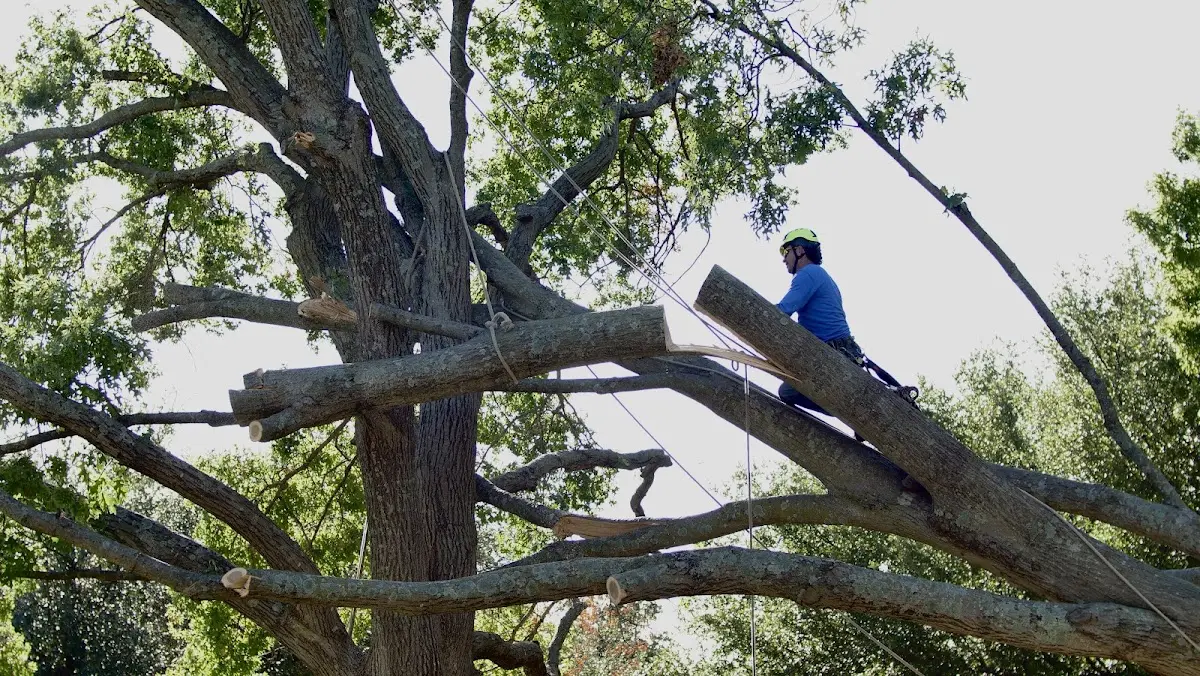 Professional Hazardous Tree Removal performed by certified arborists in Kyle